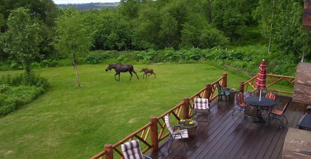 Juneberry Lodge Homer Kültér fotó